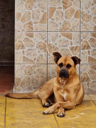 Kahlua