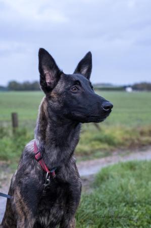 Odin
