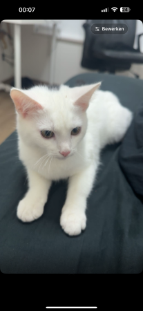 Mimi
