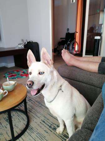 Bowie