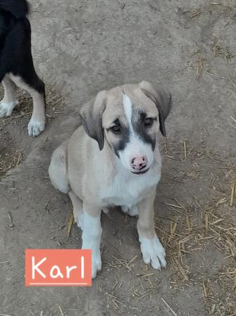 Karl