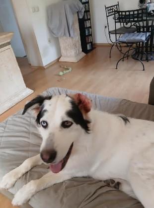 Max