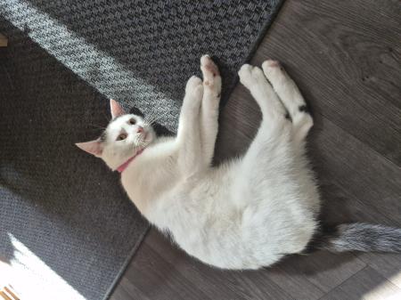 Mow