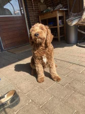 Roef