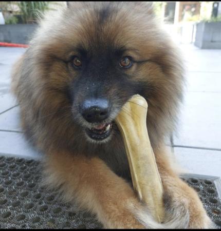 Simba