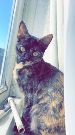 Nala