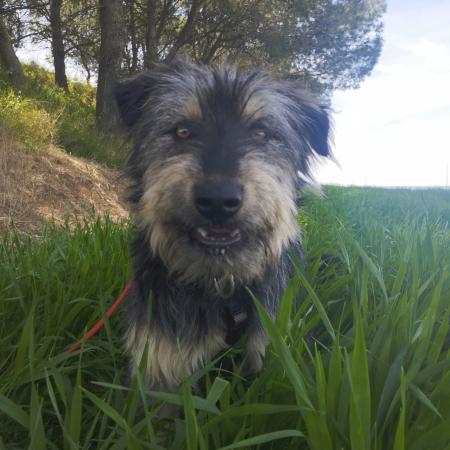 Archie