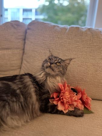 Daisy