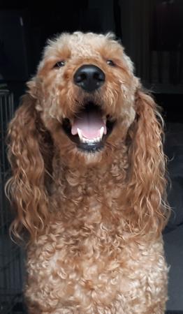 Flynn