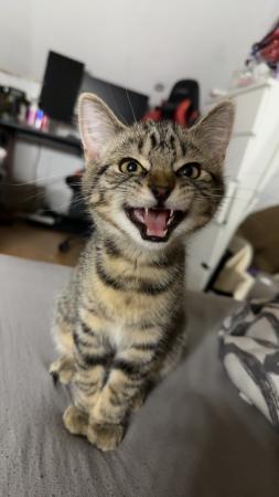 Simba