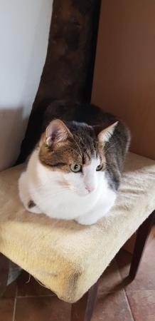 Pasha