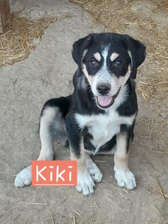 Kikki