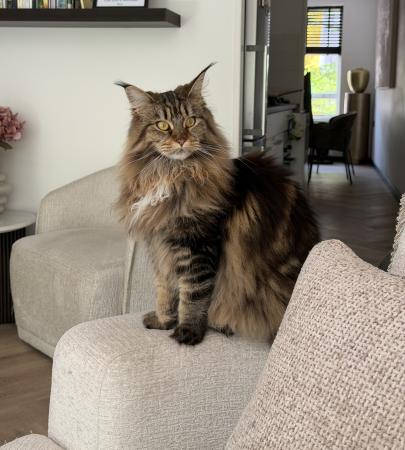 Nala