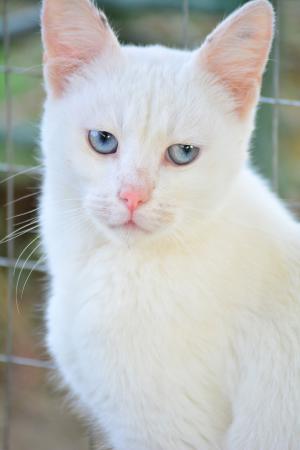 Blanca