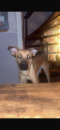 Kaya