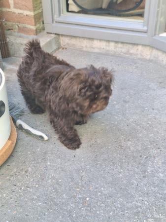 Teddy