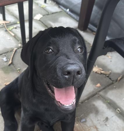Levi