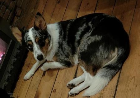 Bodie