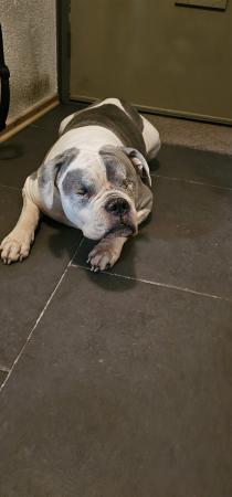 Tyson