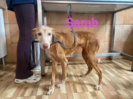Sarah