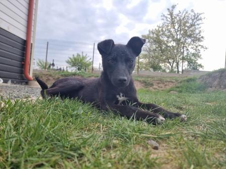 LittleStar