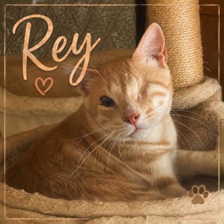 Rey
