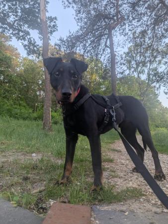 Tino
