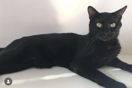Bagheera