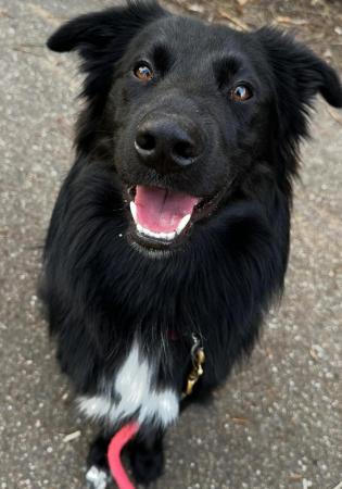 loki-luna