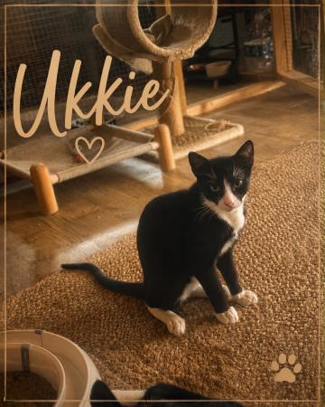 Ukkie