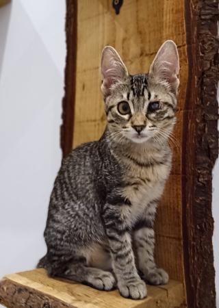 Suri