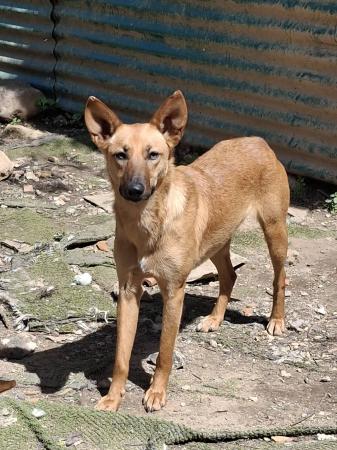 Chacina