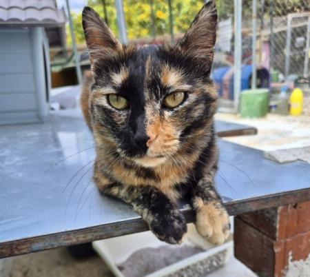 Rosalia