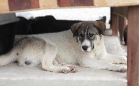 Elvis