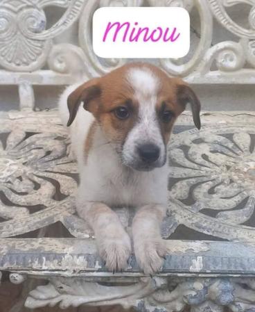 Minou