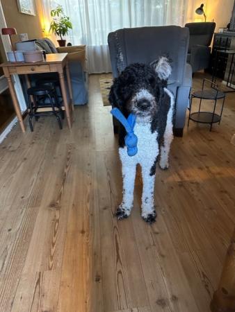 Otto