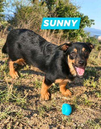 Sunny