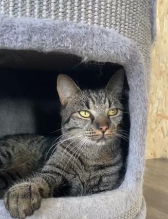 Mowgli