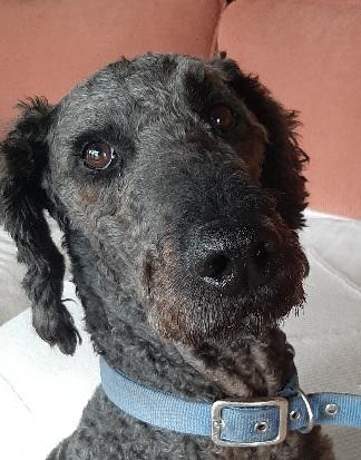 Hugo
