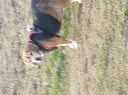 Daisy