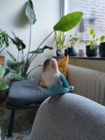 Sjefke