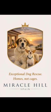 Miracle Hill Dog Rescue