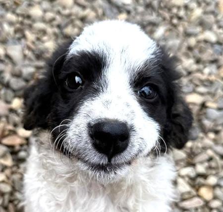 Levi