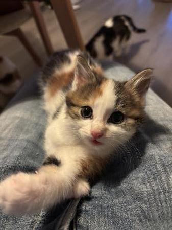 kittens