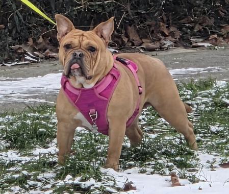 Diva