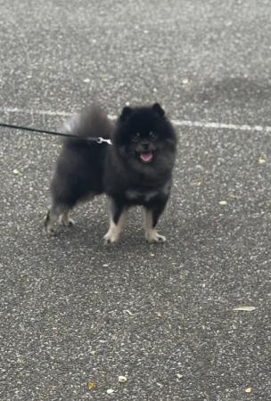 Baloo