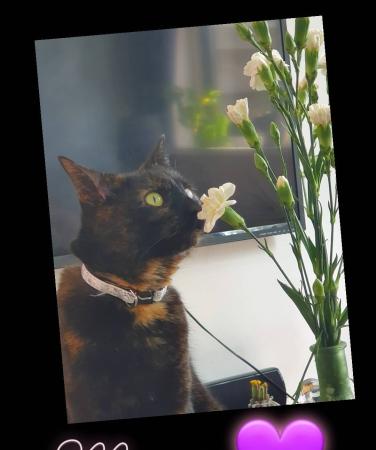 Saartje