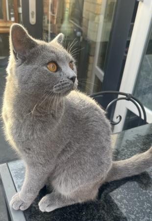 Miso