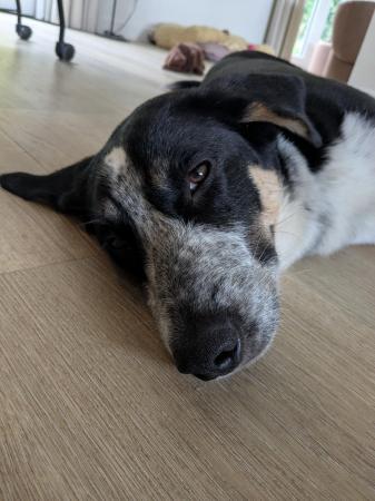 Gino