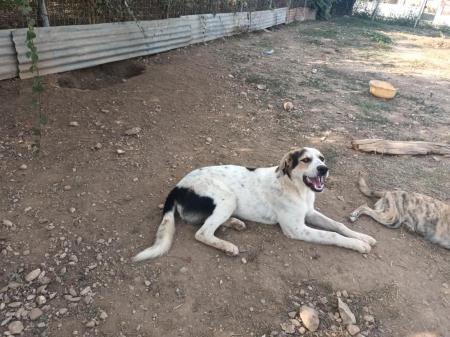 Buddy